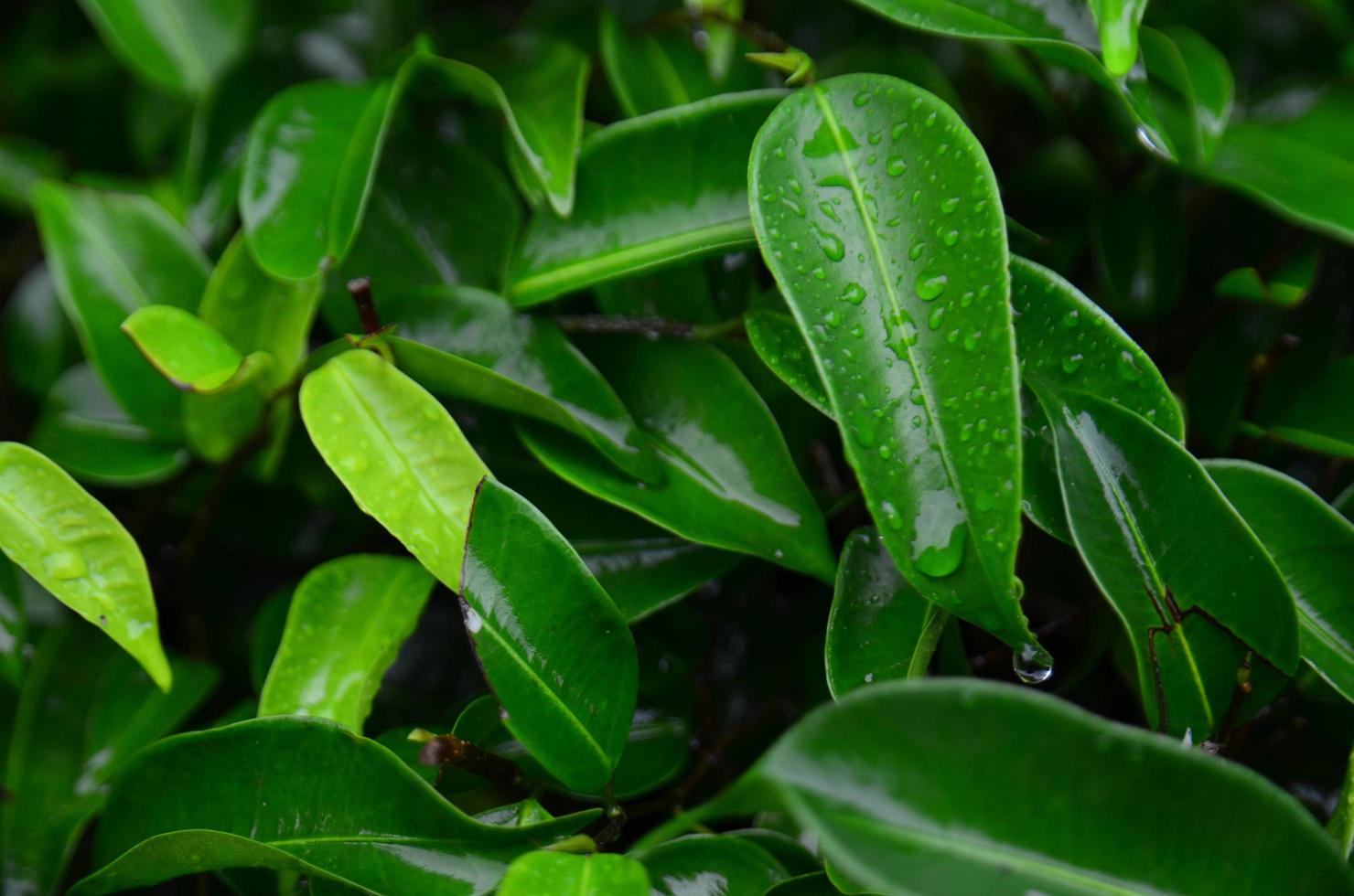 grüne Blätter Hintergrundtexturen mit Wassereffekt foto
