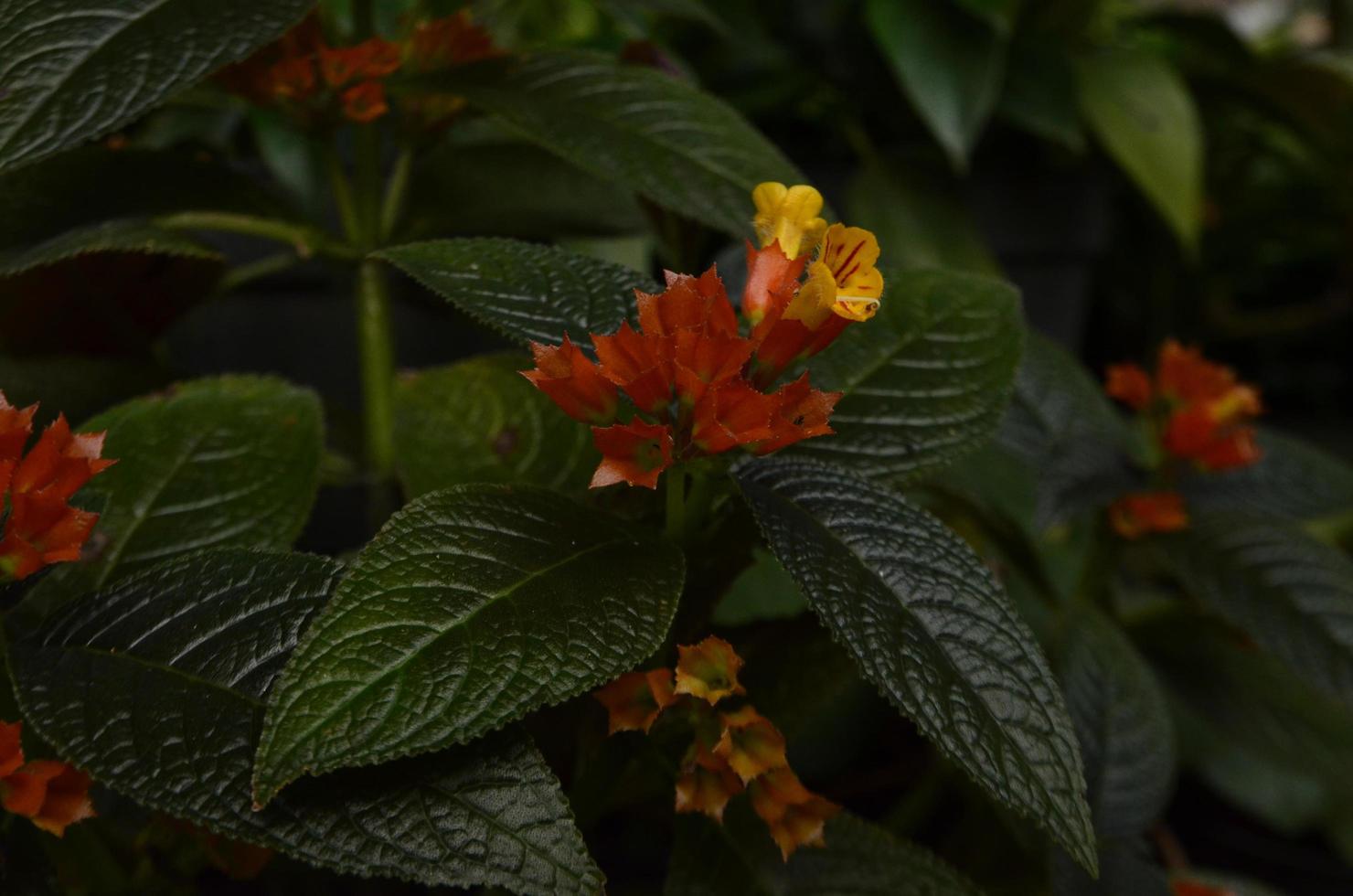 Orangenblüten zwischen dunklen Blättern im Garten. Pflanzen und Blumen Hintergrund foto