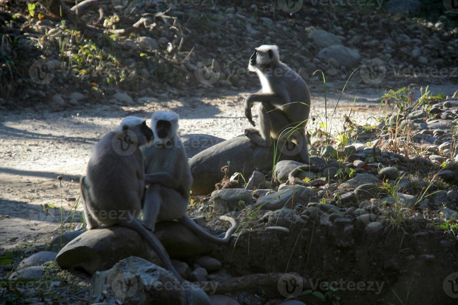 Drei schwarze Affen sitzen in der Nähe der Autobahn foto