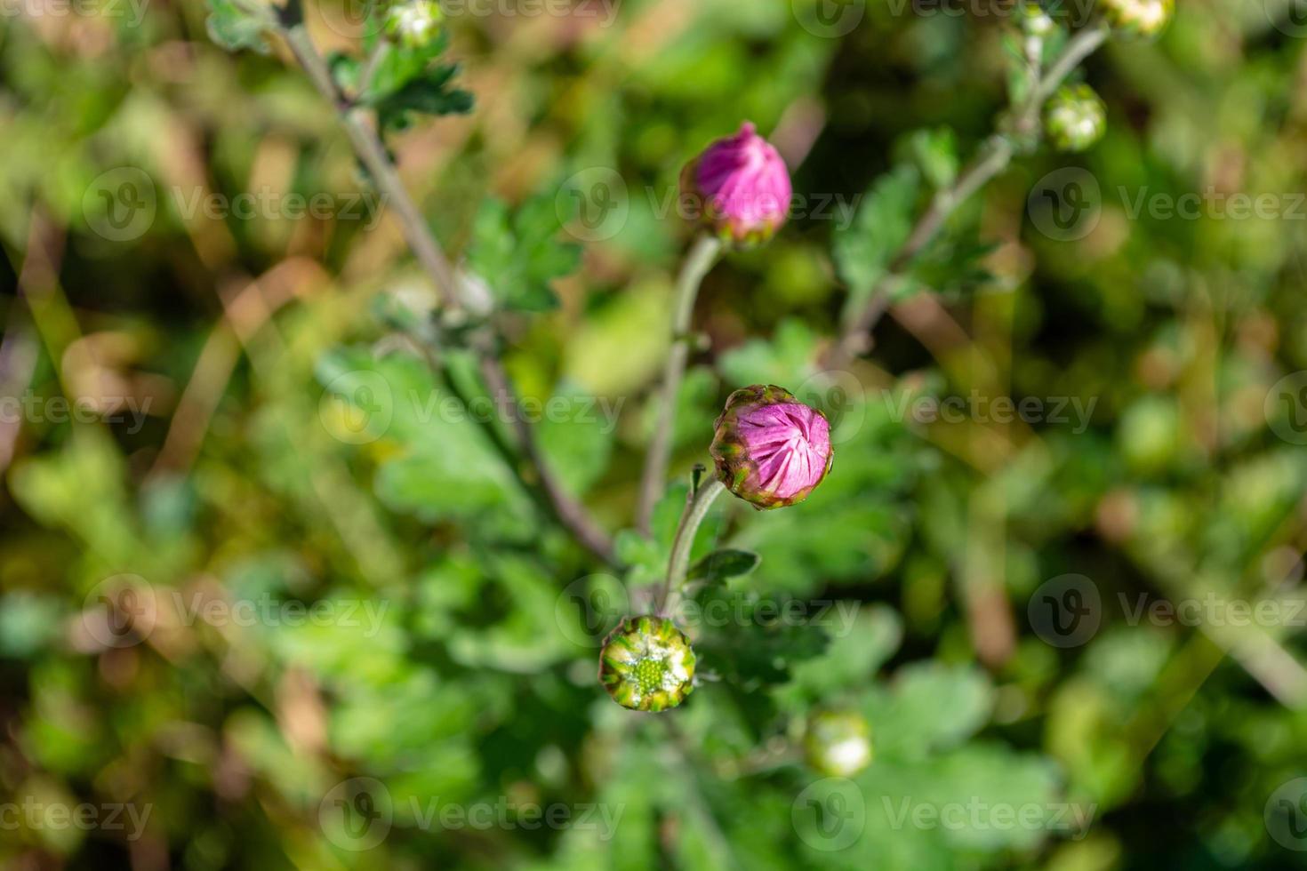 lila Chrysanthemenknospen foto