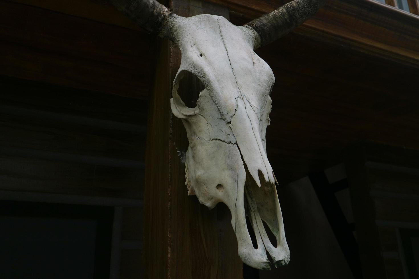 der Skelettkopf des Büffels foto