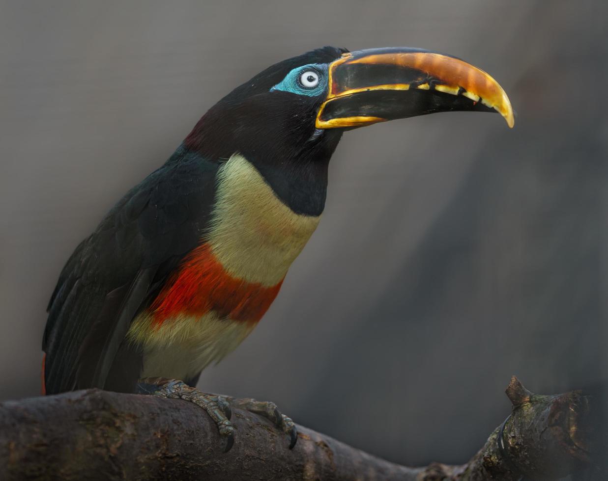 Aracari mit Kastanienohren foto