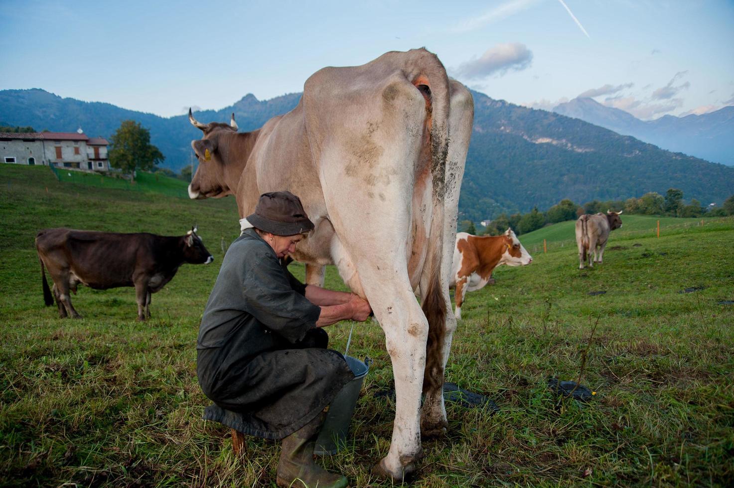 Dossena, Italien, 2012-Landwirt, der die Kuh auf der Weide melkt foto