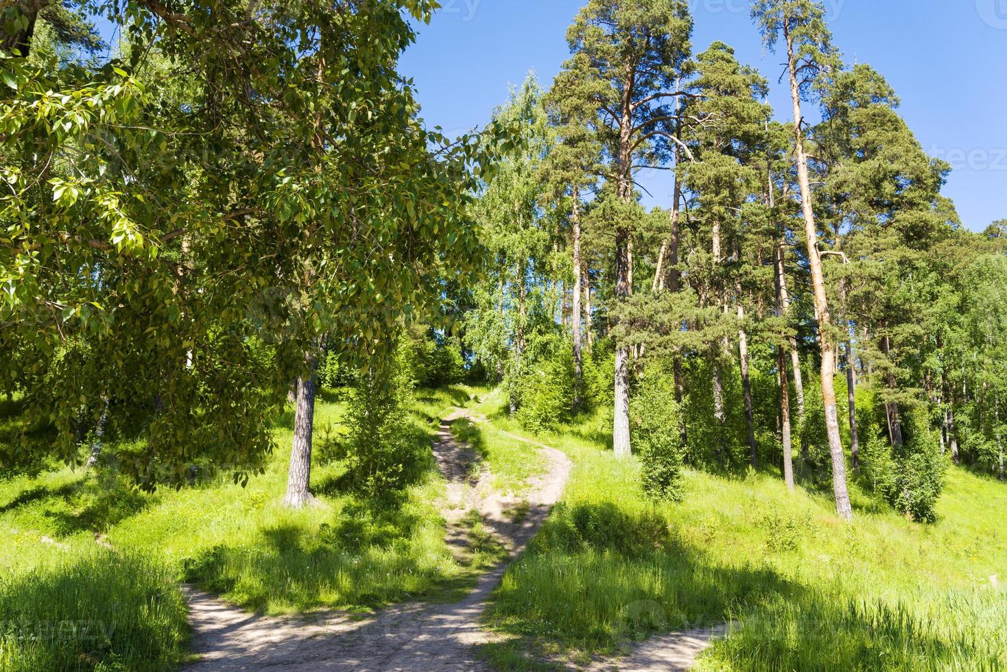 hohe Kiefern im Sommer. Nadelwald. foto