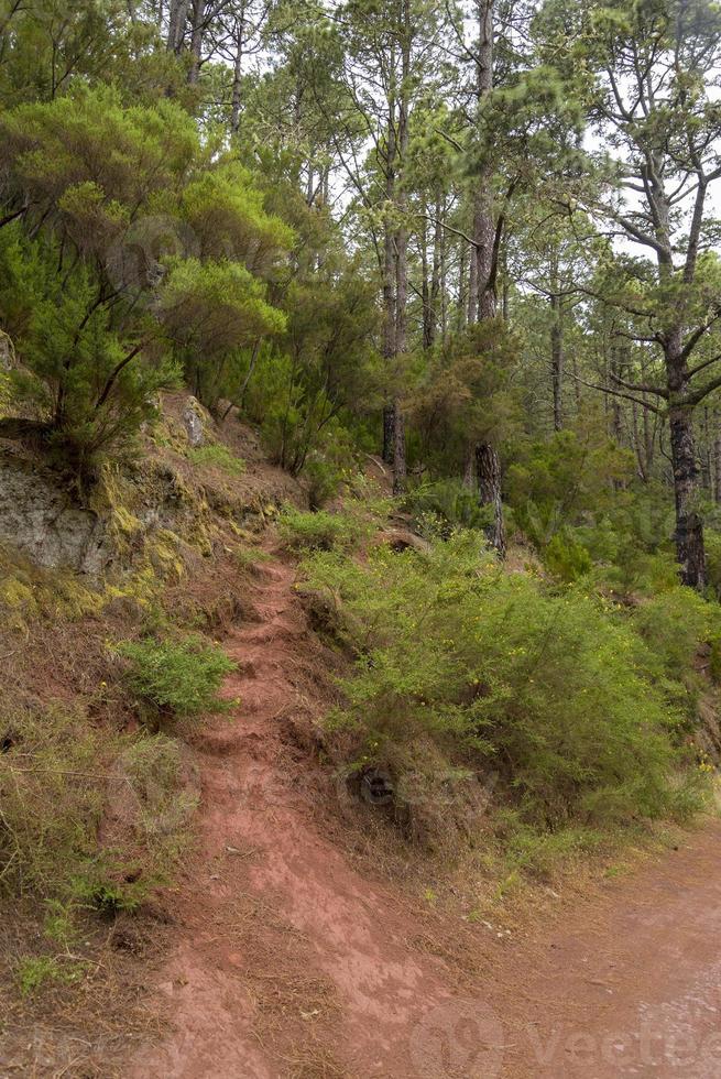 dichter Wald auf der Insel Teneriffa. foto