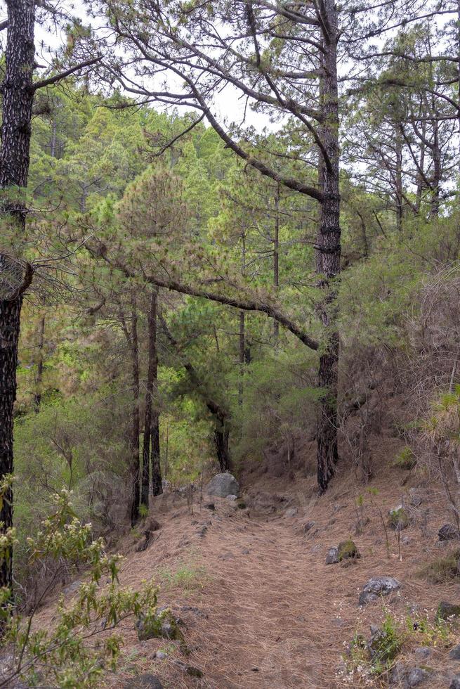 dichter, schöner wald auf der insel teneriffa. foto