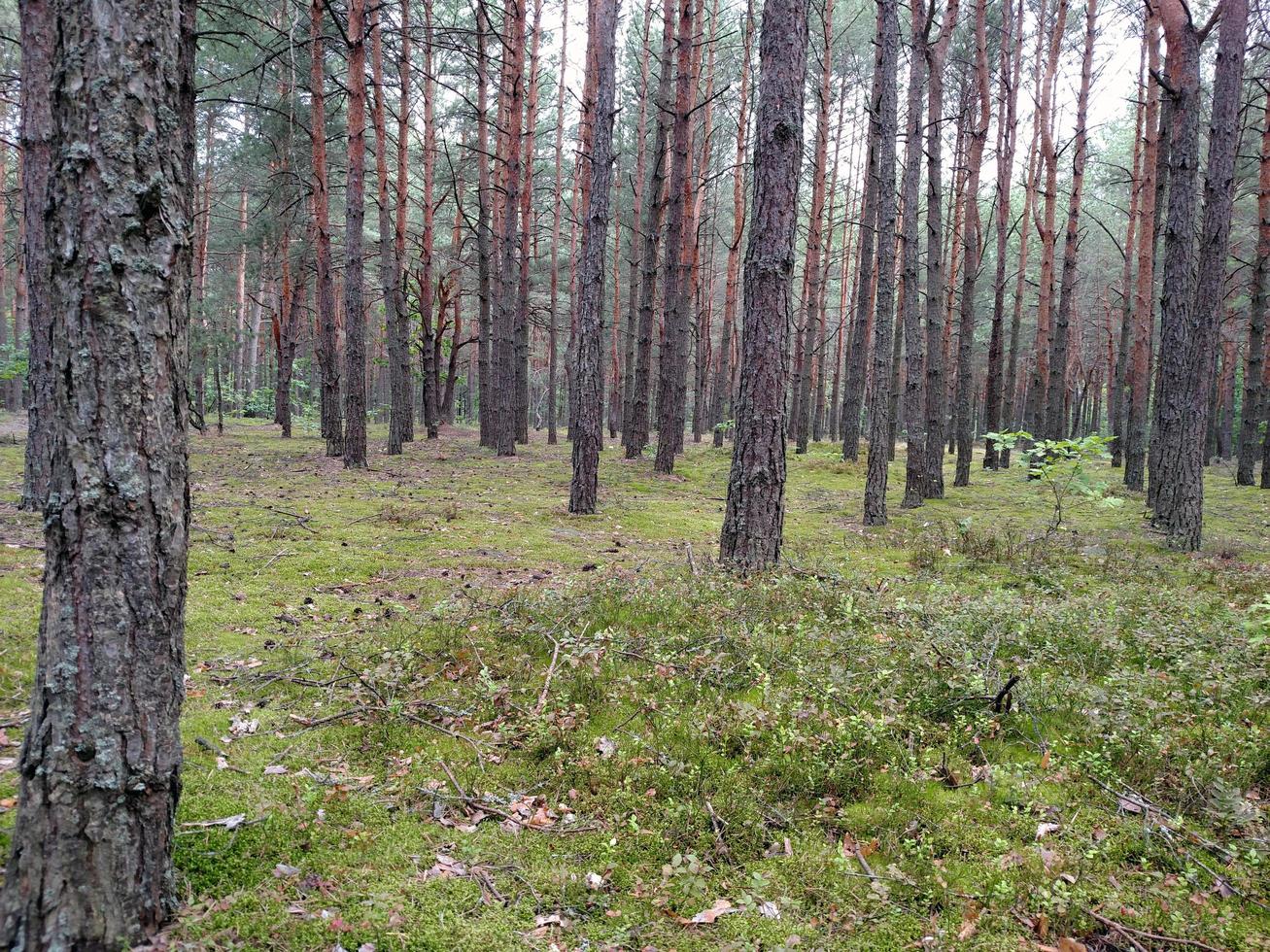 Kiefern im Wald und Moos mit Gras foto
