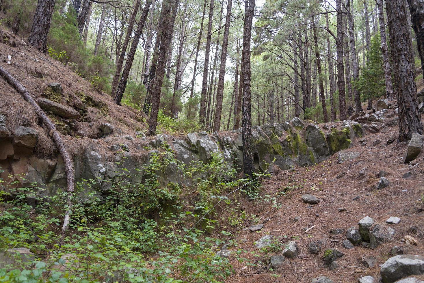 dichter Wald auf der Insel Teneriffa. foto