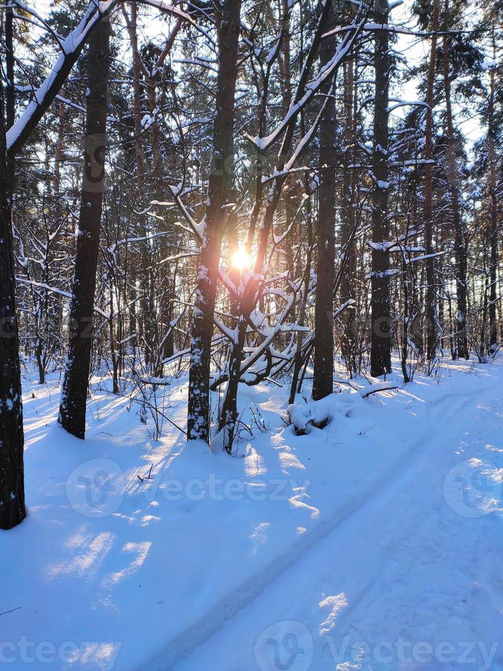 Sonnenuntergang im verschneiten Wintertannenwald. Sonnenstrahlen brechen durch die Baumstämme. foto