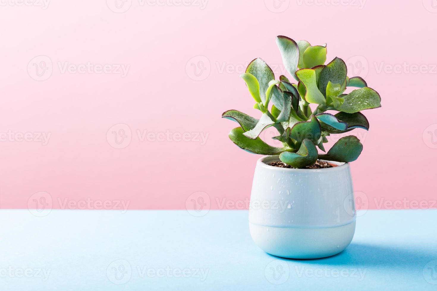 Zimmerpflanze Sukkulente im grauen Keramiktopf foto