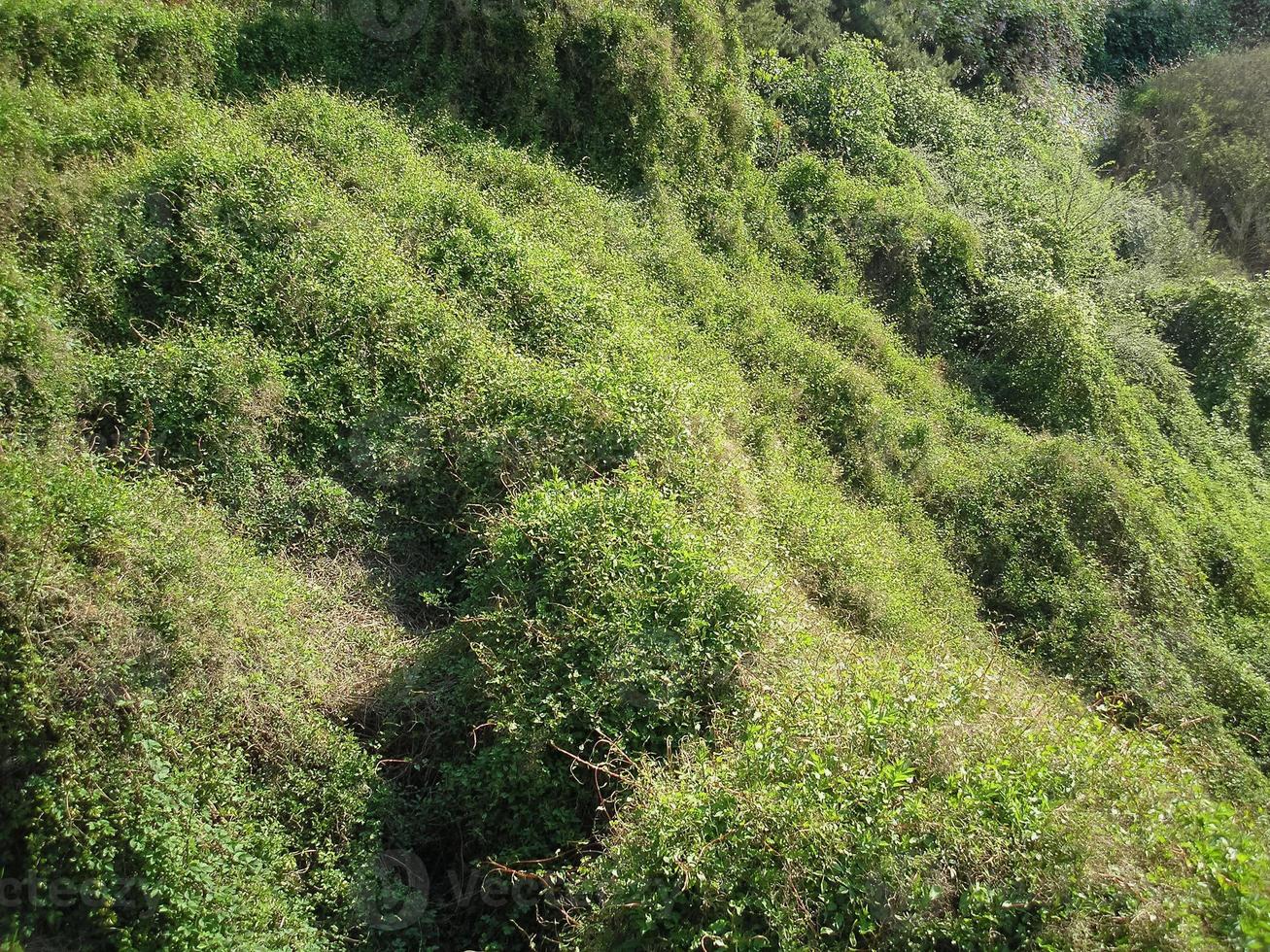 Grün hinterlässt Texturhintergrund foto