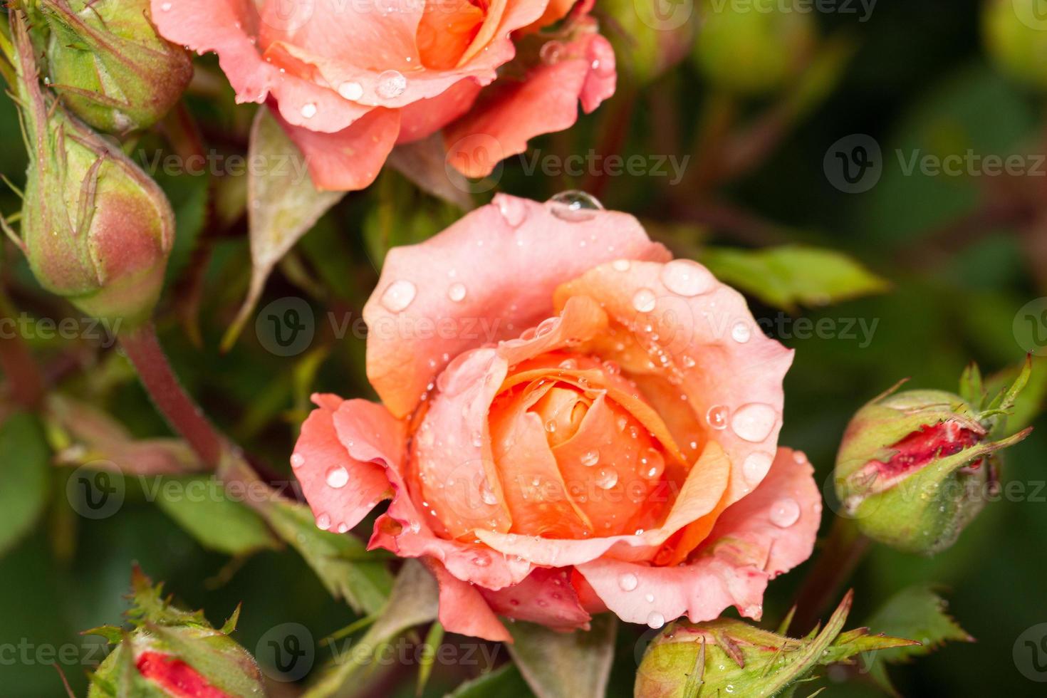 Nahaufnahme von orangefarbenen Rosenblättern, die mit Tau bedeckt sind. foto