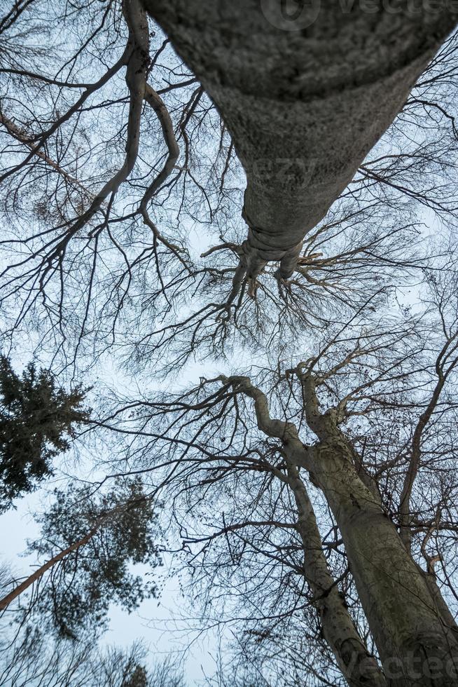 Äste und Zweige von Bäumen ohne Blätter im Winter. von unten gegen den blauen Himmel fotografiert. foto