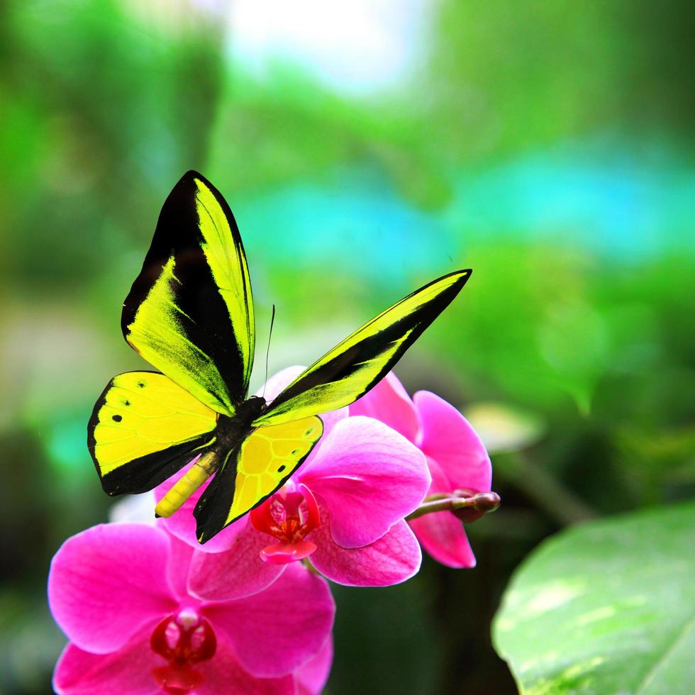 schöner bunter echter Schmetterling, der auf grünem Hintergrund fliegt foto