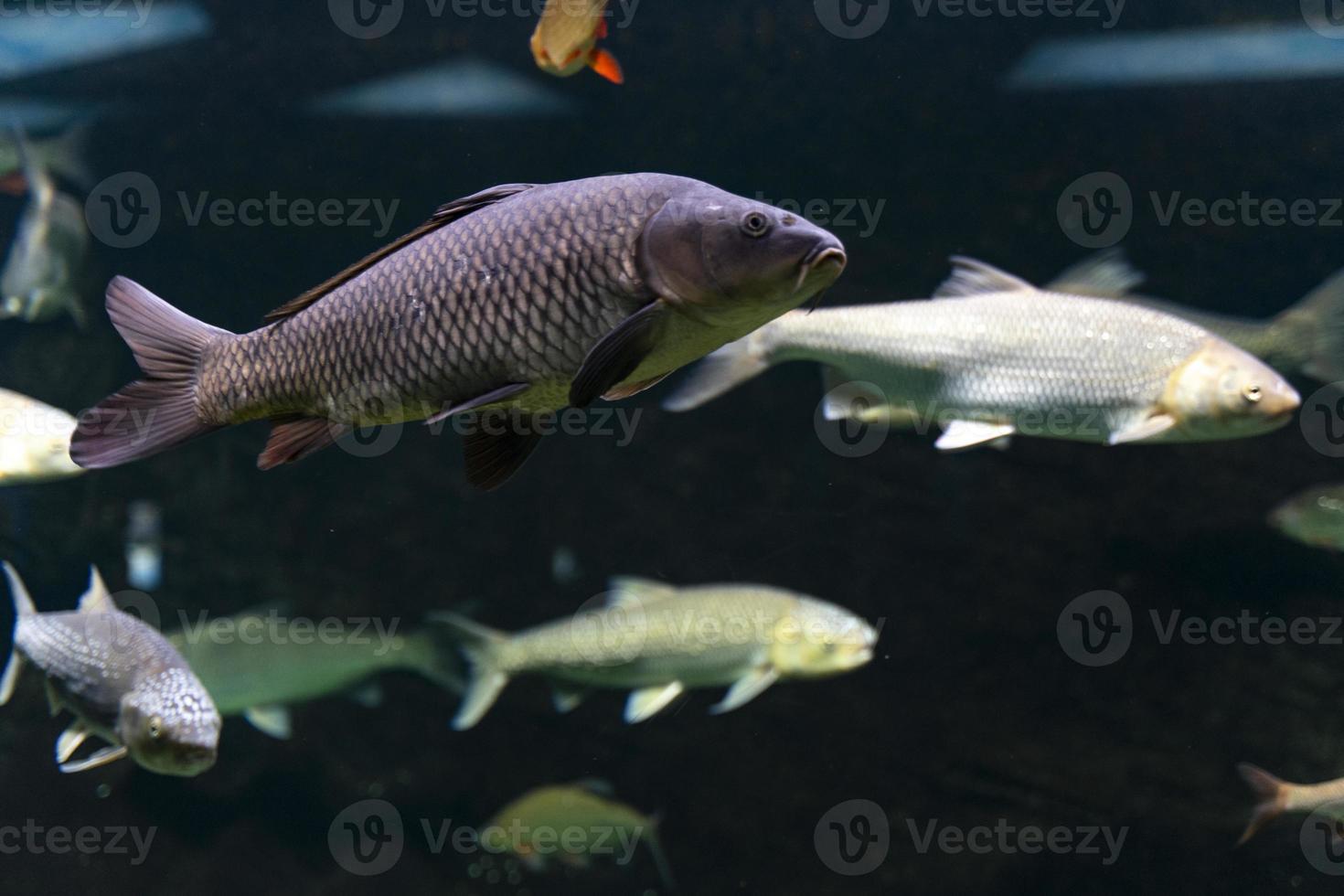 Grauer Flussfisch schwimmt im Wasser eines großen Aquariums. Nahansicht. Unterwasserwelt. foto