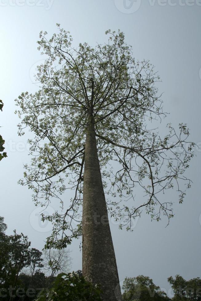 Baumschirm in der Natur foto