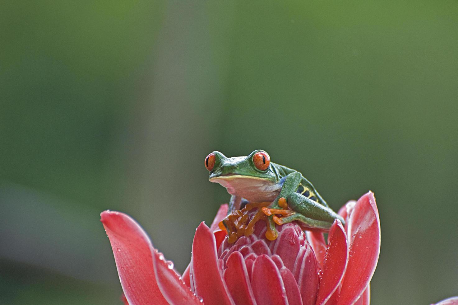 Rotäugiger Laubfrosch 66 foto