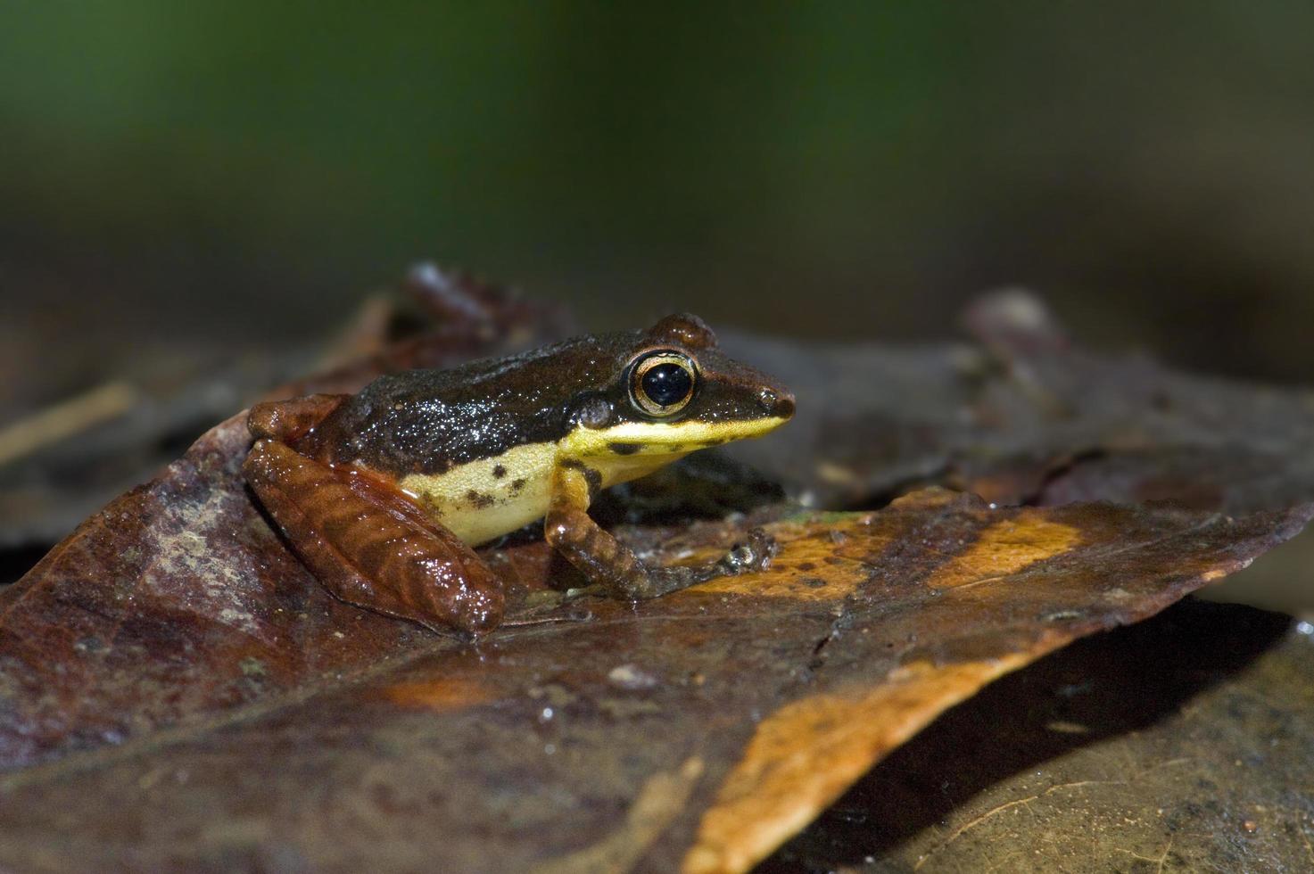 Talamanca-Regenfrosch foto