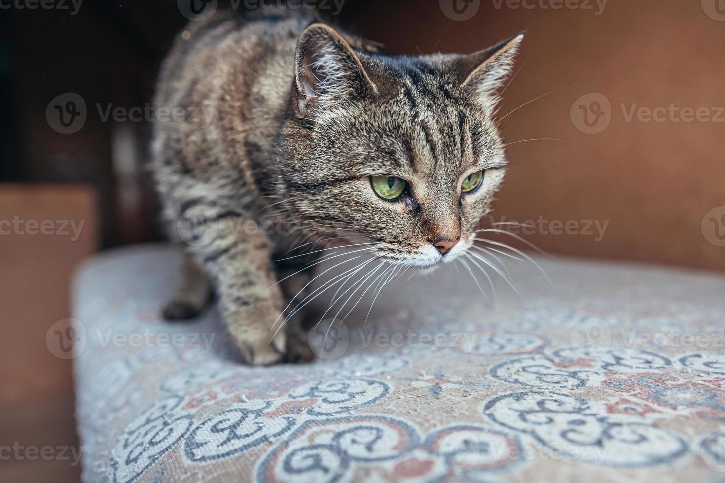 lustiges porträt arrogante kurzhaarige hauskatze, die sich zu hause entspannt. Kleines Kätzchen schönes Familienmitglied, das drinnen spielt. tierpflege gesundheits- und tierkonzept. foto