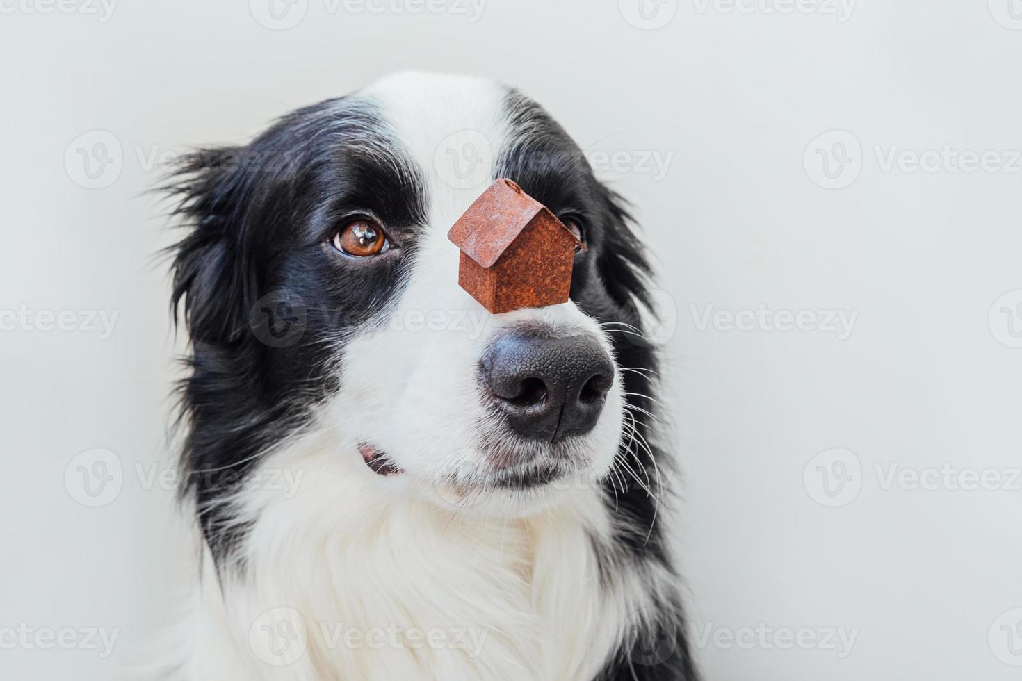 Lustiges Porträt eines süßen Hündchen-Border-Collie, der ein Miniatur-Spielzeug-Modellhaus auf der Nase hält, isoliert auf weißem Hintergrund. Immobilien-Hypotheken-Eigentum Sweet Home Dog Shelter-Konzept foto