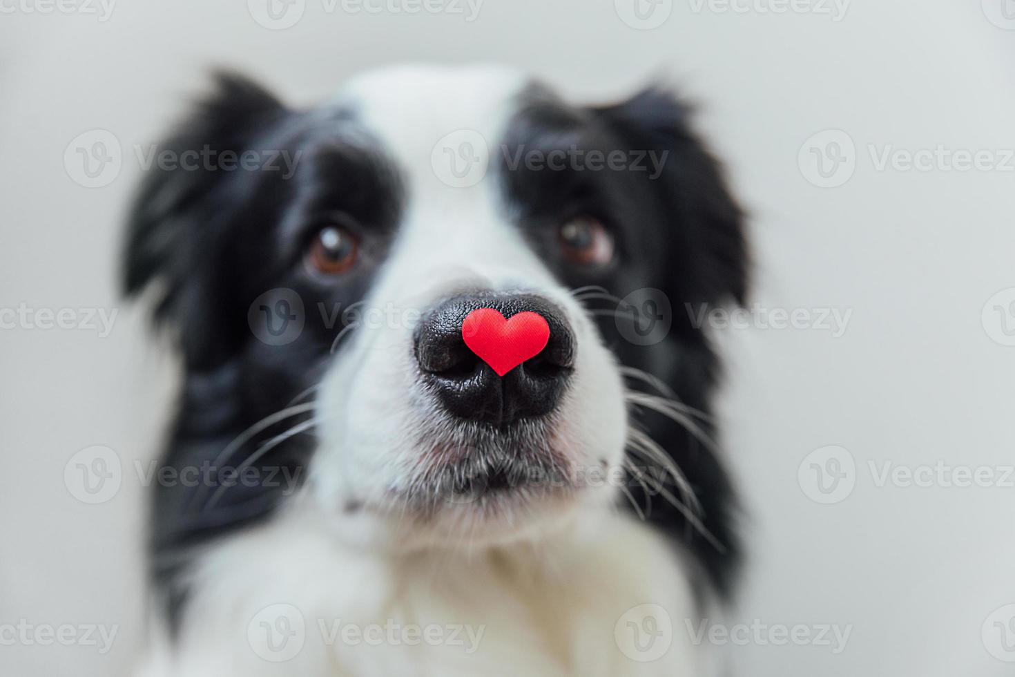 st. Valentinstag-Konzept. lustiges Porträt süßer Hündchen-Border-Collie mit rotem Herz auf der Nase isoliert auf weißem Hintergrund. schöner verliebter hund am valentinstag gibt geschenk. foto