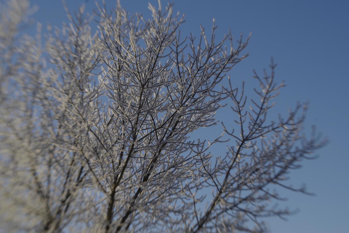 Winterfrost auf Ästen foto