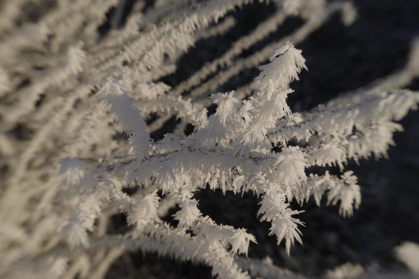 Winterfrost auf Ästen foto