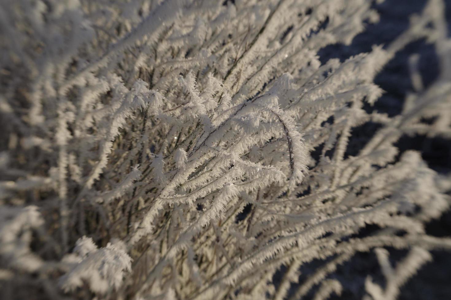 Winterfrost auf Ästen foto