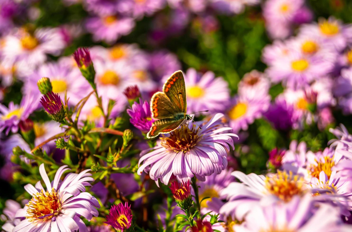 Fotografie zum Thema schöner schwarzer Schmetterling Monarch foto