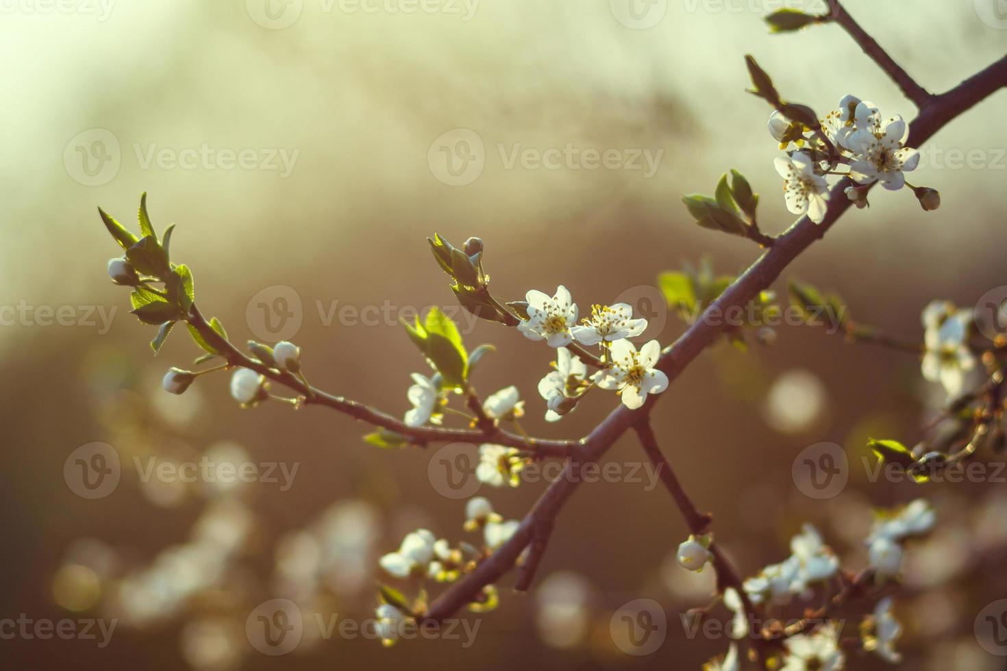 Kirschblüte im Frühling. Zweig weiße Blüten auf gelbem Hintergrund, Nahaufnahme foto