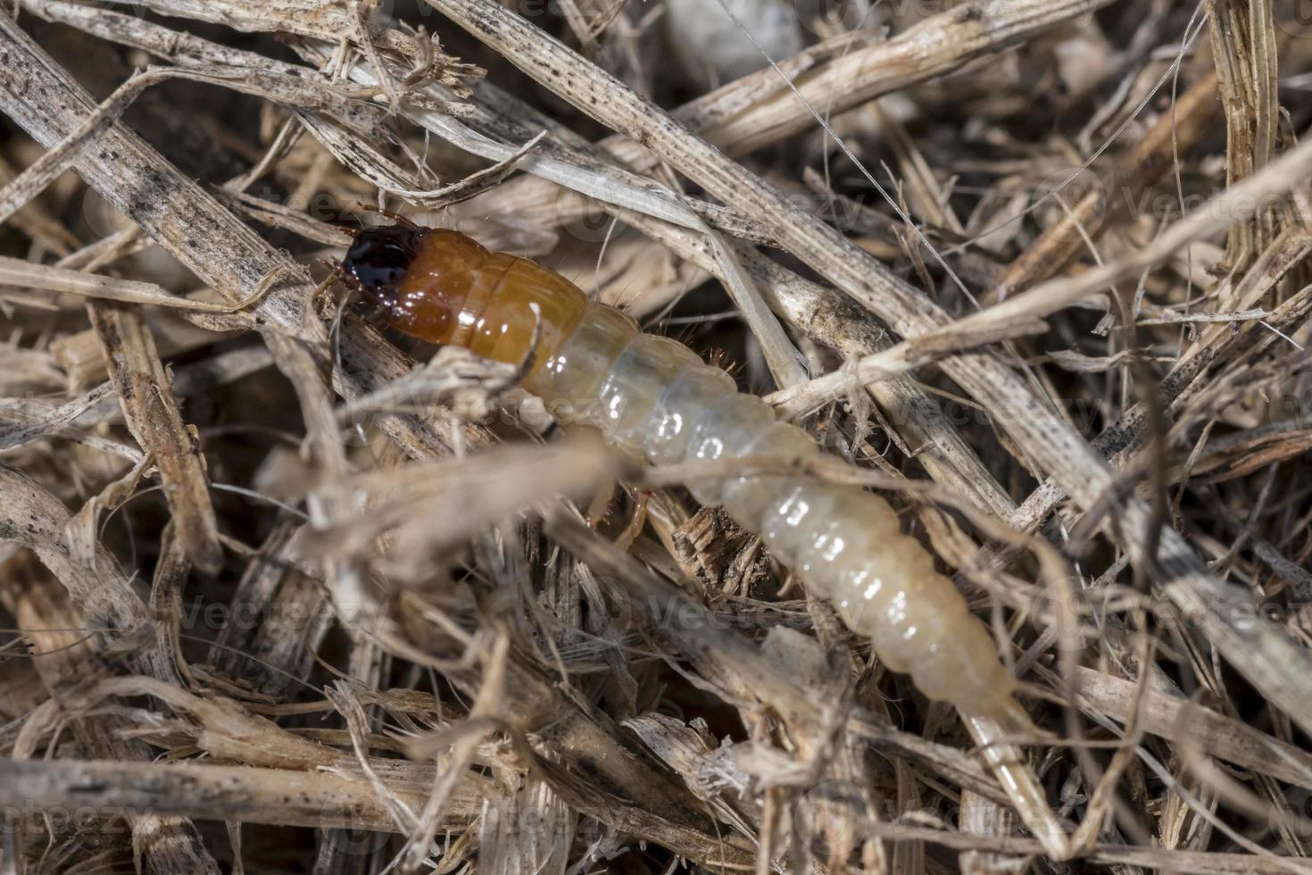 Rosenkäfer, Cetoniinae, Raupe kriecht über Gartenerde foto