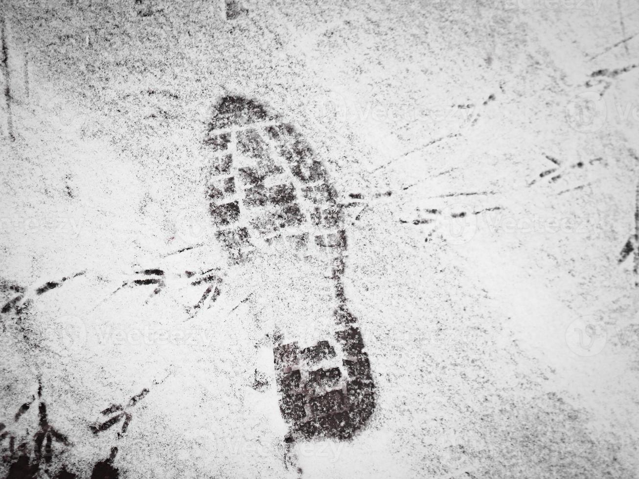 Fußabdruck auf Schnee mit vielen Vogelspuren, die sich überqueren foto