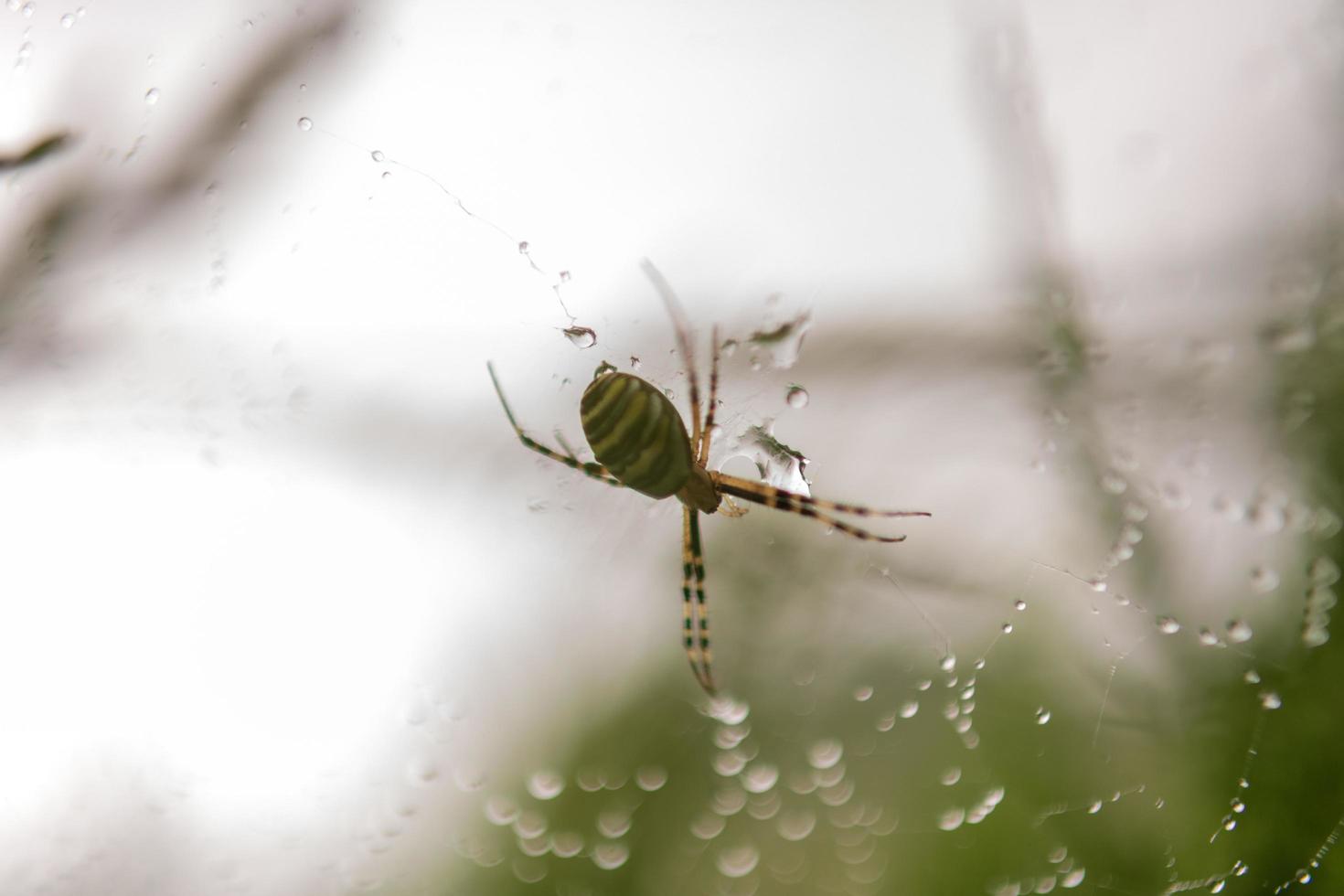 Fotografie zum Thema große Tabby-Spinne im Taunetz foto