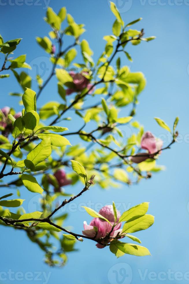 Frühlingsmagnolienblüten foto