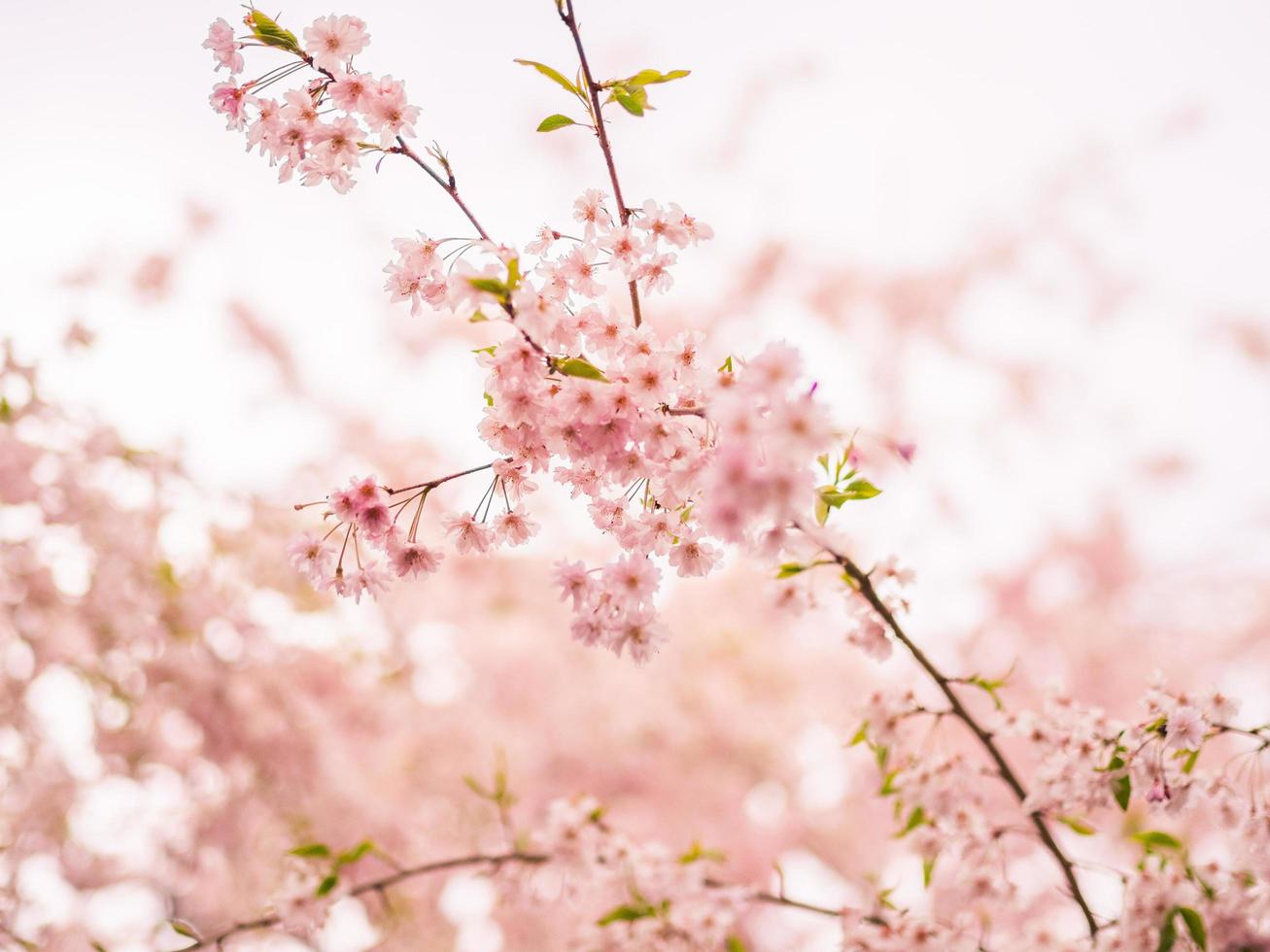 soft-fokus kirschblüten blühen im frühjahr. foto