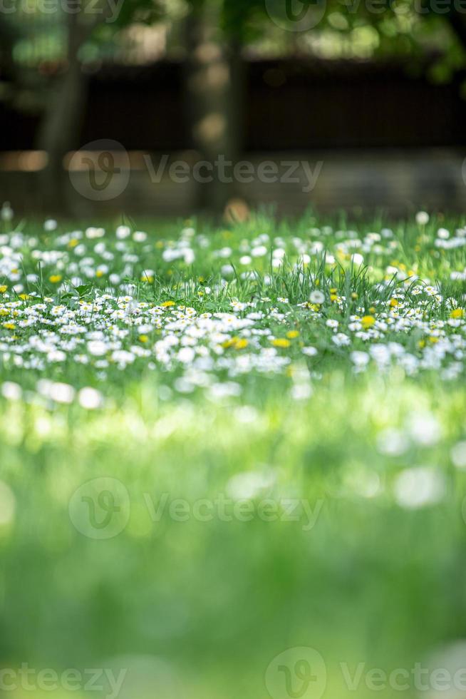 grünes gras und gänseblümchen in der sonne im öffentlichen park. selektiver Fokus. foto