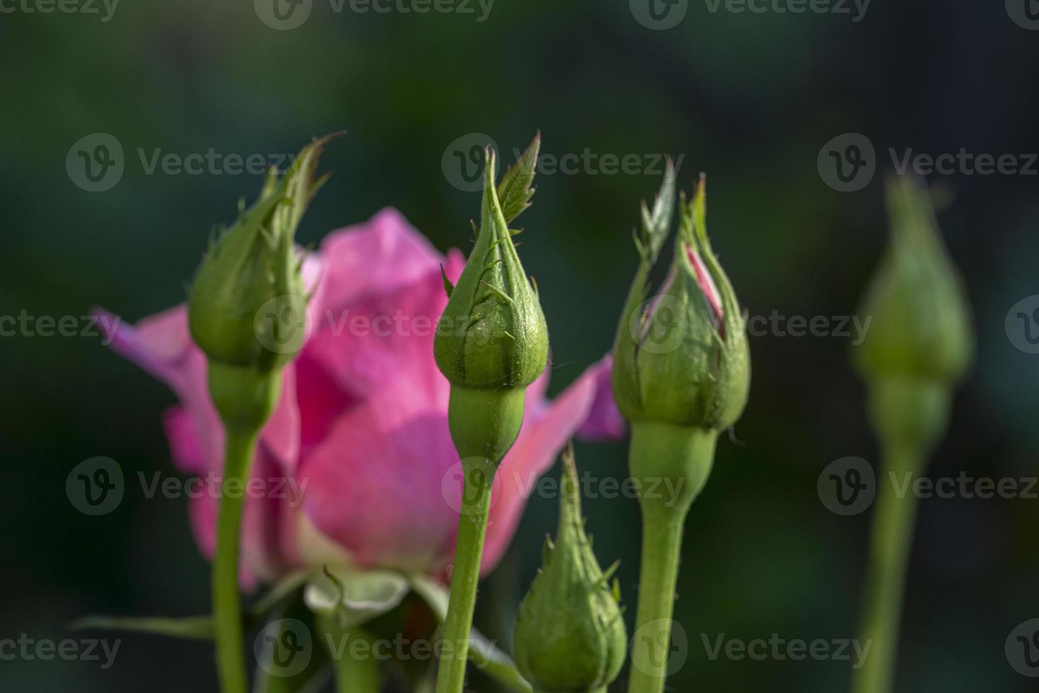 rosa Rosenknospe im Morgengrauen. Tautropfen auf einer Rosenknospe. selektiver Fokus. foto