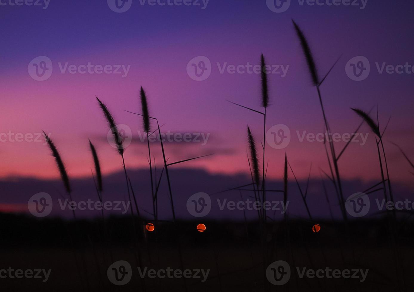 die schöne grasblume am abend foto