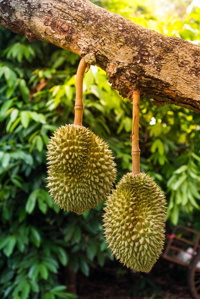 durian im garten des landes thailand foto