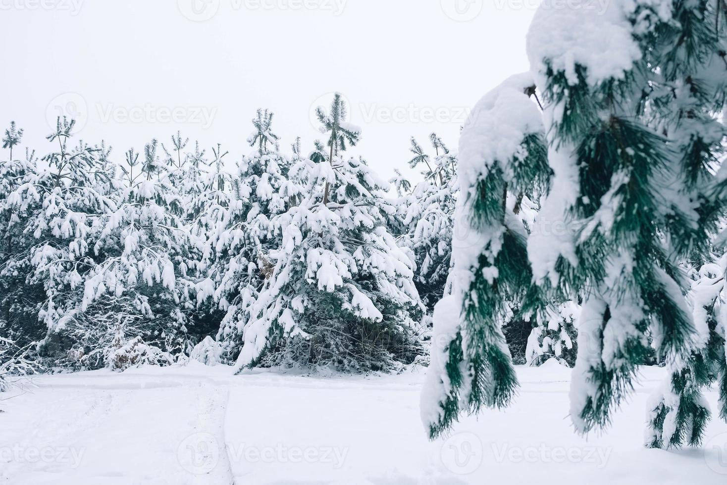 Wald und Weihnachtsbäume, die an einem Wintertag mit Schnee bedeckt sind foto