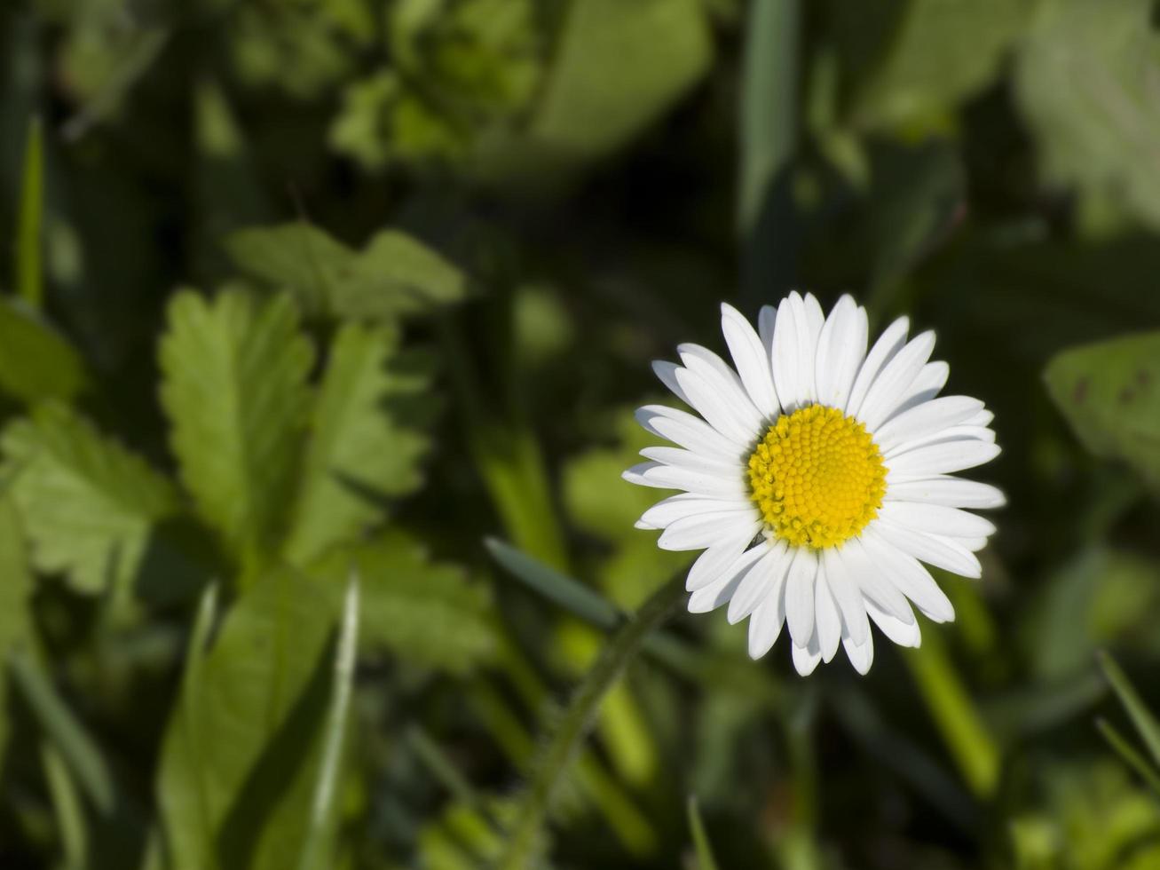 Gänseblümchenblume im frischen grünen Gras foto