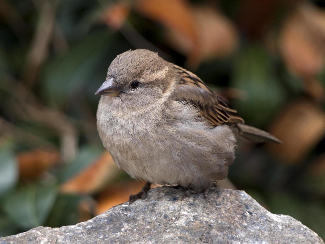 Haussperling Vogel foto