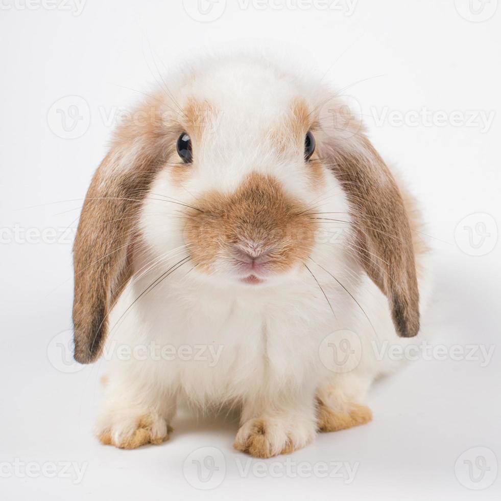 French lop Kaninchen braunes Ohr blaues Auge isoliert auf weißem Hintergrund foto