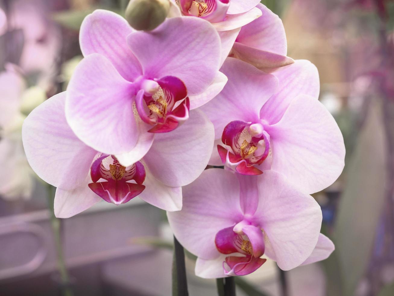 Nahaufnahme von hübschen rosa Mottenorchideenblumen foto