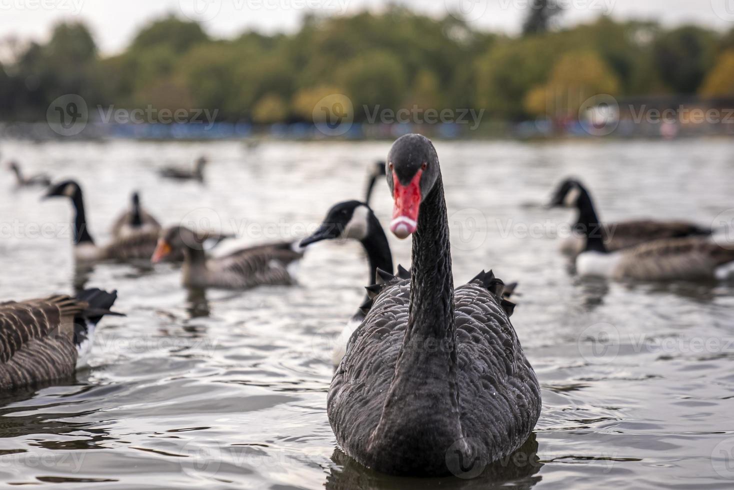 schöner schwarzer Schwan mit roter Rechnung, der auf Seewasser im Stadtpark schwimmt foto