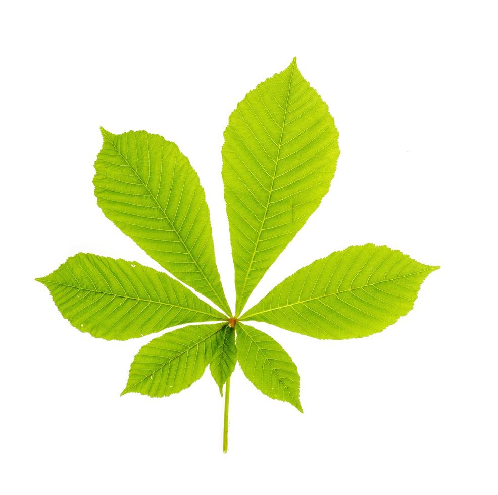 grünes kastanienblatt lokalisiert auf weiß. Foto