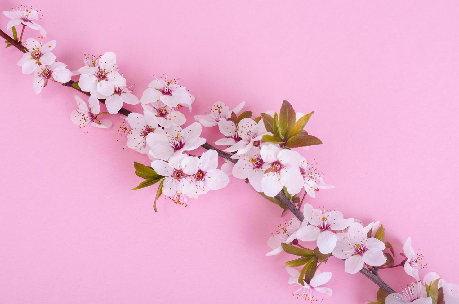 Zweig mit zarten weißen und rosa Blüten foto