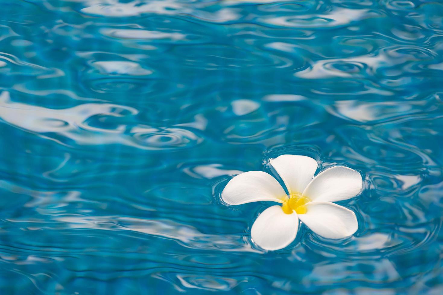 Plumeria-Blume im Swimmingpool foto