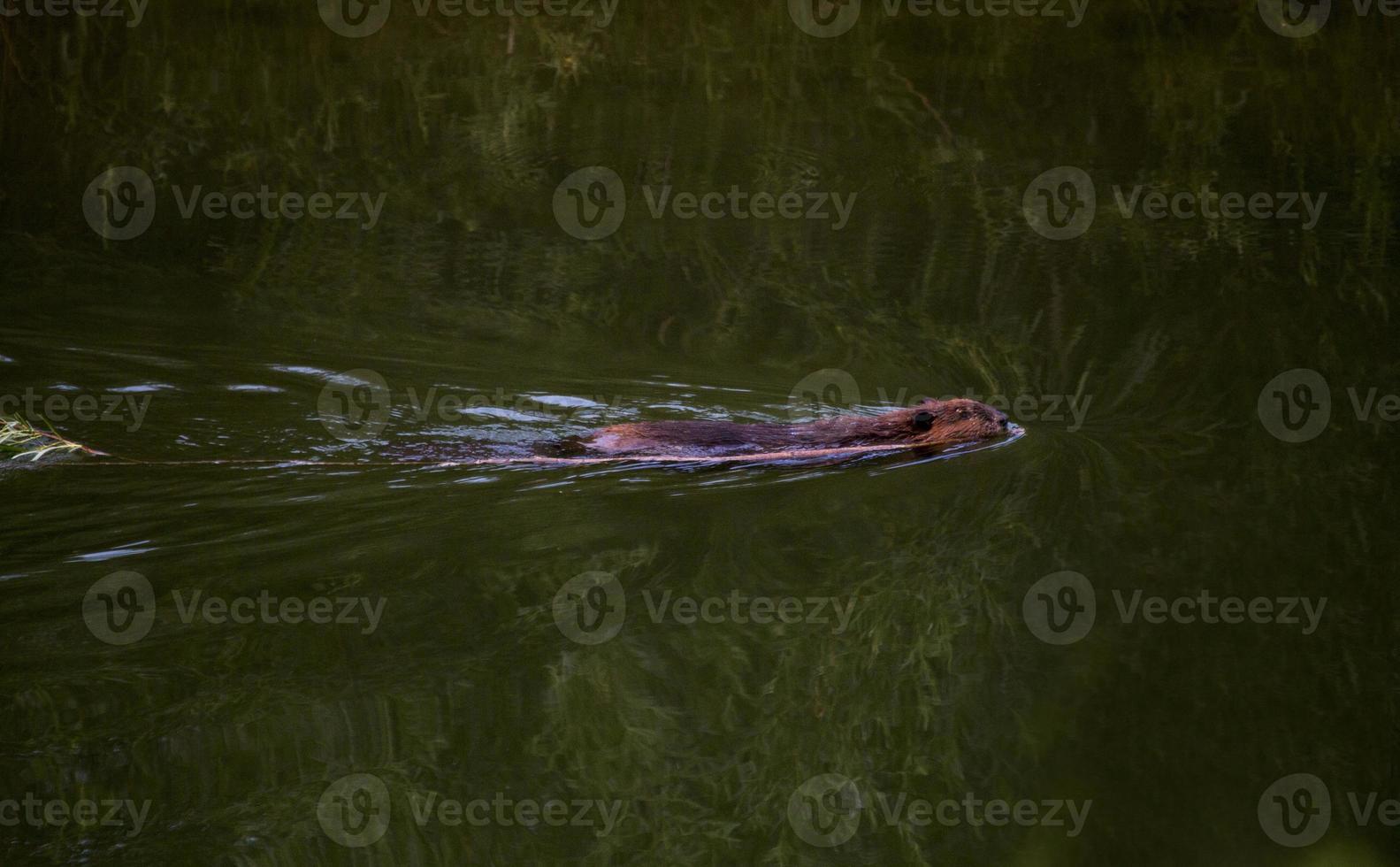 Biber schwimmen in der Abenddämmerung foto