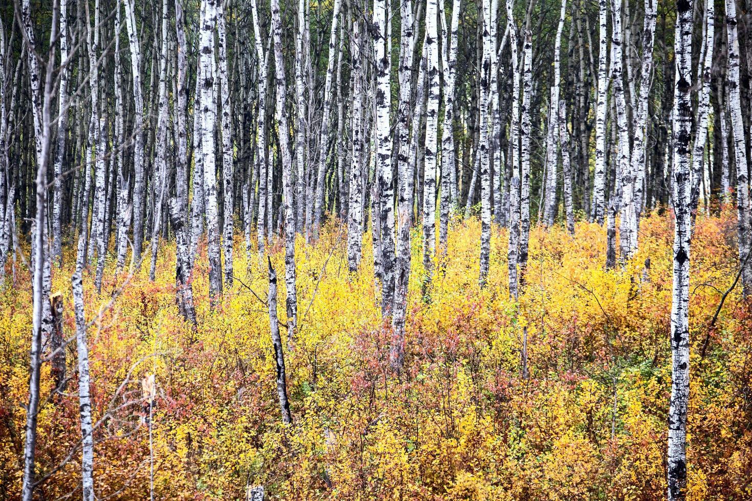 Espenbäume Herbst foto